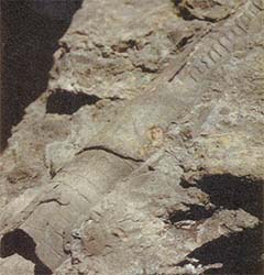 This once-living creature—now a rare fossil—is known as a straight cephalopod, a member of a group that reached its zenith in the time of the dinosaurs and included some of the most spectacular of ancient creatures.